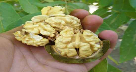 مضرات گردو تازه و آشنایی با عوارض و مضرات خوردن گردو تازه برای سلامتی مضرات گردو تازه ؛ آشنایی با عوارض و مضرات خوردن گردو تازه برای سلامتی