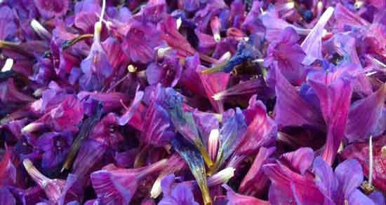 مضرات گل گاوزبان ؛ بررسی عوارض و مضرات مصرف گل گاوزبان مضرات گل گاوزبان ؛ بررسی عوارض و مضرات مصرف گل گاوزبان