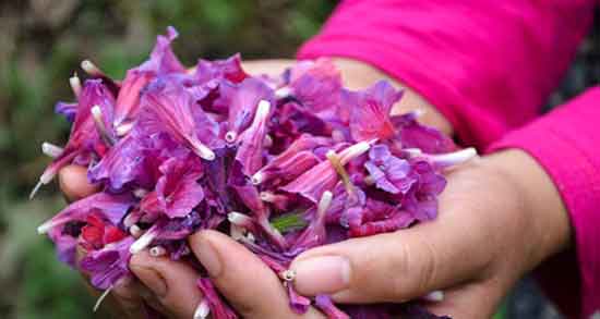 مضرات گل گاوزبان برای مردان و مصرف گل گاوزبان چه ضرری برای سلامت آقایان دارد مضرات گل گاوزبان برای مردان ؛ مصرف گل گاوزبان چه ضرری برای سلامت آقایان دارد