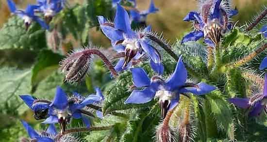 مضرات گل گاوزبان برای نوزادان و آیا دادن گل گاوزبان به نوزادان ضرر دارد مضرات گل گاوزبان برای نوزادان ؛ آیا دادن گل گاوزبان به نوزادان ضرر دارد