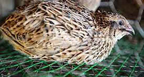 مضرات گوشت بلدرچین در بارداری و عوارض مصرف بلدرچین در حاملگی مضرات گوشت بلدرچین در بارداری ؛ عوارض مصرف بلدرچین در حاملگی