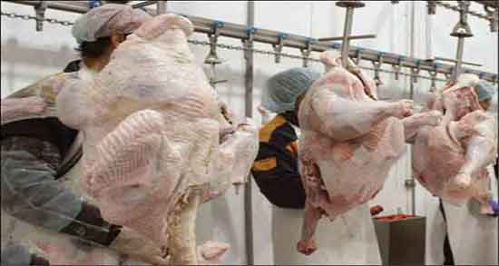 مضرات گوشت بوقلمون و عوارض مصرف گوشت بوقلمون در طب سنتی مضرات گوشت بوقلمون ؛ عوارض مصرف گوشت بوقلمون در طب سنتی