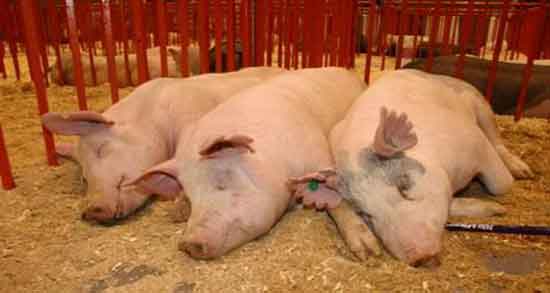 مضرات گوشت خوک از نظر علمی و عوارض گوشت خوک از نظر علمی مضرات گوشت خوک از نظر علمی ؛ عوارض گوشت خوک از نظر علمی