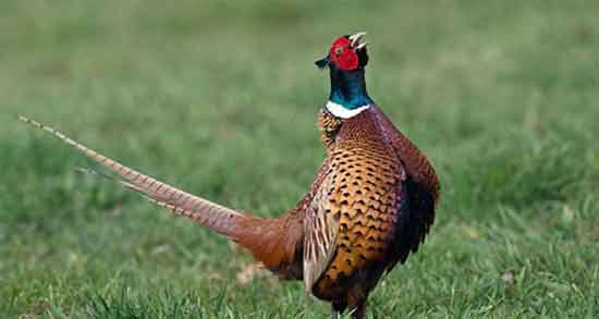 مضرات گوشت قرقاول و همه چیز درباه عوارض و مضرات خوردن گوشت قرقاول مضرات گوشت قرقاول ؛ همه چیز درباه عوارض و مضرات خوردن گوشت قرقاول