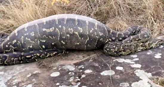 مضرات گوشت مار و بررسی عوارض و مضرات مصرف گوشت مار مضرات گوشت مار ؛ بررسی عوارض و مضرات مصرف گوشت مار