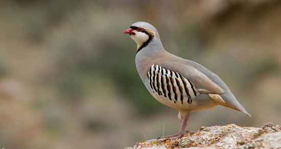 مضرات گوشت کبک و استفاده از گوشت کبک چه ضرری برای بدن دارد مضرات گوشت کبک ؛ استفاده از گوشت کبک چه ضرری برای بدن دارد