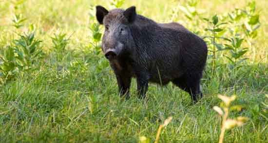 مضرات گوشت گراز وحشی و همه چیز درباره عوارض و مضرات خوردن گوشت گراز وحشی مضرات گوشت گراز وحشی ؛ همه چیز درباره عوارض و مضرات خوردن گوشت گراز وحشی