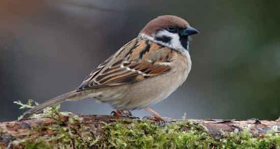 مضرات گوشت گنجشک ؛ بررسی عوارض و مضرات مصرف گوشت گنجشک مضرات گوشت گنجشک ؛ بررسی عوارض و مضرات مصرف گوشت گنجشک