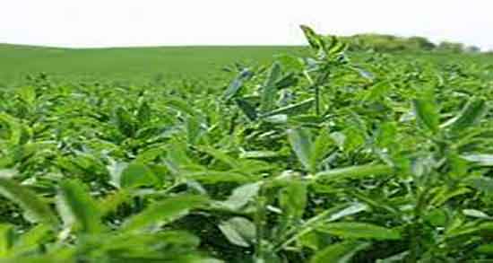 مضرات یونجه ؛ عوارض مصرف یونجه برای جنین زنان باردار چیست مضرات یونجه ؛ عوارض مصرف یونجه برای جنین زنان باردار چیست