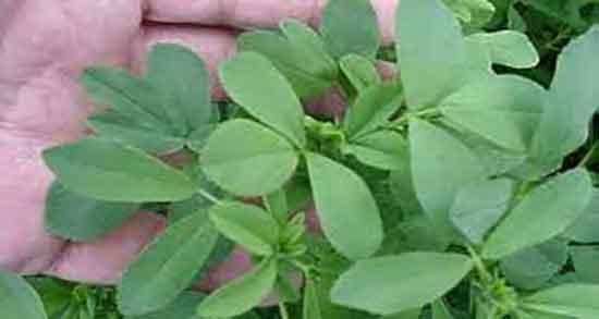 مضرات یونجه تازه برای دام ؛ عوارض مصرف یونجه برای گاو شیرده مضرات یونجه تازه برای دام ؛ عوارض مصرف یونجه برای گاو شیرده