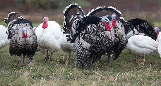 مقایسه گوشت بوقلمون با گوشت قرمز و تفاوت گوشت گوساله و بوقلمون مقایسه گوشت بوقلمون با گوشت قرمز ؛ تفاوت گوشت گوساله و بوقلمون