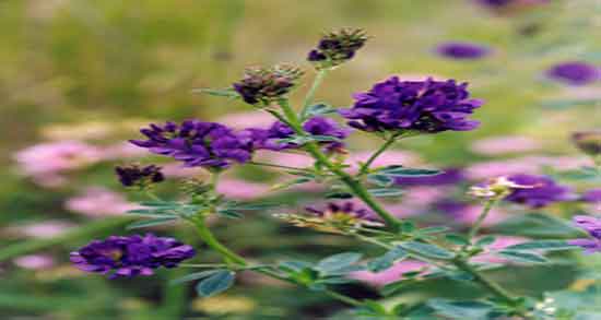 مقدار مصرف یونجه برای گاو و گاو باید در طول روز چه اندازه یونجه بخورد مقدار مصرف یونجه برای گاو ؛ گاو باید در طول روز چه اندازه یونجه بخورد