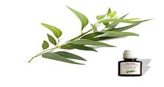 موارد منع مصرف بخور اکالیپتوس و عوارض بخور اکالیپتوس برای کودکان موارد منع مصرف بخور اکالیپتوس ؛ عوارض بخور اکالیپتوس برای کودکان