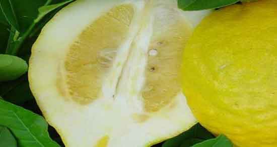 میوه بالنگ مال کجاست و کدام منطقه تولید کننده بالنگ است؟ میوه بالنگ مال کجاست ؛ کدام منطقه تولید کننده بالنگ است؟