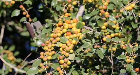 میوه کنار و همه چیز درباره میوه کنار و خواصی که دارد میوه کنار ؛ همه چیز درباره میوه کنار و خواصی که دارد