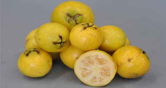 میوه گواوا برای چیست و معرفی خواص درمانی میوه گواوا برای درمان بیماری ها میوه گواوا برای چیست ؛ معرفی خواص درمانی میوه گواوا برای درمان بیماری ها