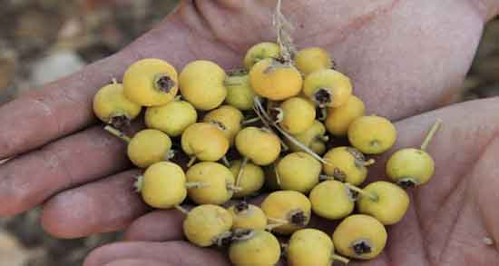 نام دیگر زالزالک و آیا می دانید نام علمی زالزالک چیست نام دیگر زالزالک ؛ آیا می دانید نام علمی زالزالک چیست