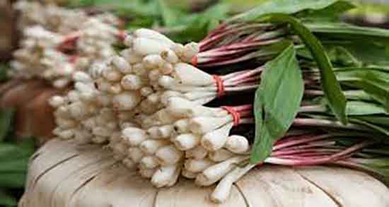 نام دیگر پیاز کوهی ؛ ایا پیاز کوهی همان پیاز معمولی است یا نه نام دیگر پیاز کوهی ؛ ایا پیاز کوهی همان پیاز معمولی است یا نه