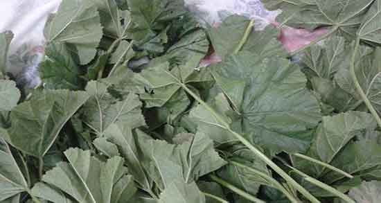 نام علمی گیاه ترشک و نام دیگر علمی گیاه ترشک مواج کوهی نام علمی گیاه ترشک ؛ نام دیگر علمی گیاه ترشک مواج کوهی