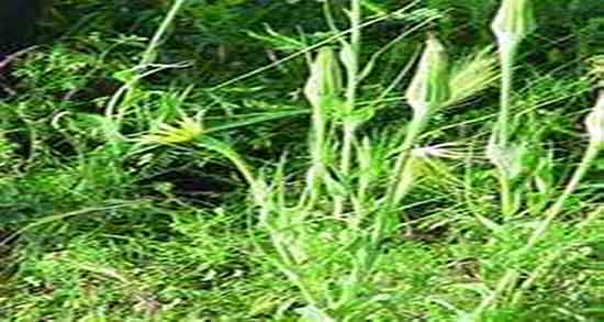 نام علمی گیاه شنگ و اسم علمی گیاه شنگ ایا همان الاله شنگ است نام علمی گیاه شنگ ؛ اسم علمی گیاه شنگ ایا همان الاله شنگ است