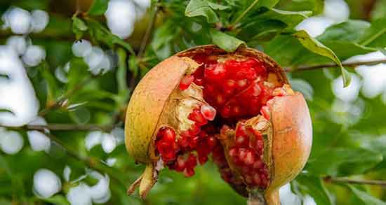 هسته انار و یبوست ؛ مضرات مصرف هسته انار برای یبوست کودک هسته انار و یبوست ؛ مضرات مصرف هسته انار برای یبوست کودک