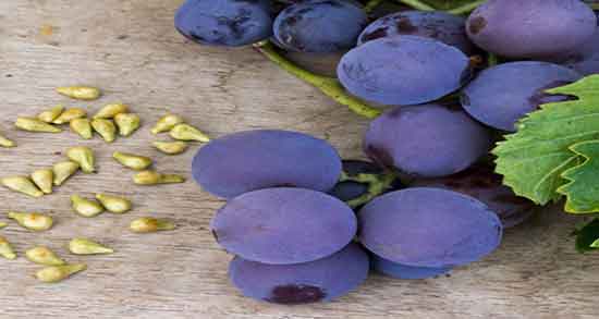 هسته انگور در طب سنتی ؛ خواص روغن هسته انگور در طب سنتی هسته انگور در طب سنتی ؛ خواص روغن هسته انگور در طب سنتی