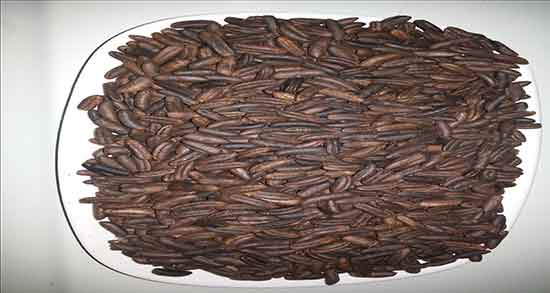 هسته خرما برای چی خوبه ؛ ایا هسته خرما برای سنگ کلیه مفیده هسته خرما برای چی خوبه ؛ ایا هسته خرما برای سنگ کلیه مفیده