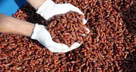 هسته خرما و درمان سنگ کلیه و فواید هسته خرما برای سنگ کلیه هسته خرما و درمان سنگ کلیه ؛ فواید هسته خرما برای سنگ کلیه