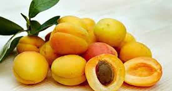 هسته زردآلو برای عروس هلندی ؛ دادن هسته زردالو به عروس هلندی هسته زردآلو برای عروس هلندی ؛ دادن هسته زردالو به عروس هلندی