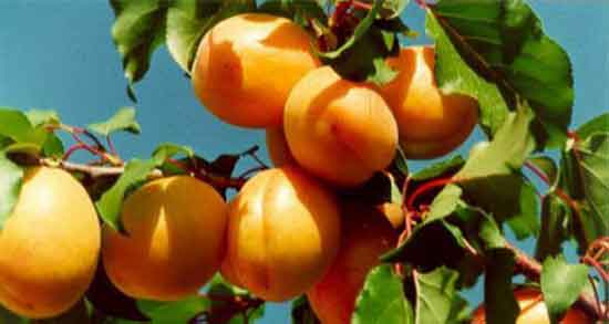 هسته زردآلو در شیردهی ؛ خاصیت هسته زردالو برای افزایش شیر مادران هسته زردآلو در شیردهی ؛ خاصیت هسته زردالو برای افزایش شیر مادران