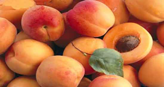 هسته زردآلو در طب سنتی و مصرف هسته زردالو شیرین در طب سنتی هسته زردآلو در طب سنتی ؛ مصرف هسته زردالو شیرین در طب سنتی