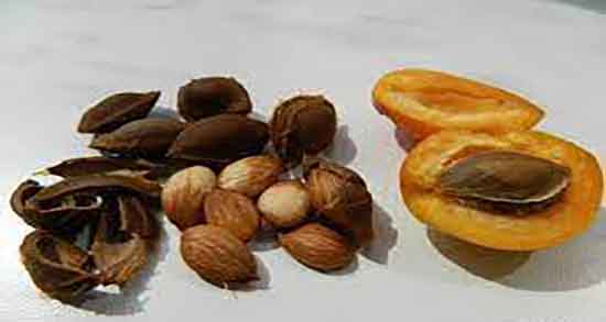 هسته زردآلو و سیانور ؛ ایا خوردن هسته زردالو باعث مسمومیت میشود هسته زردآلو و سیانور ؛ ایا خوردن هسته زردالو باعث مسمومیت میشود