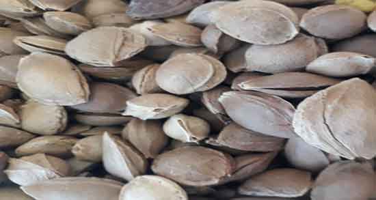 هسته زردآلو و لاغری ؛ ایا هسته زردالو تلخ موجب لاغری میشود هسته زردآلو و لاغری ؛ ایا هسته زردالو تلخ موجب لاغری میشود