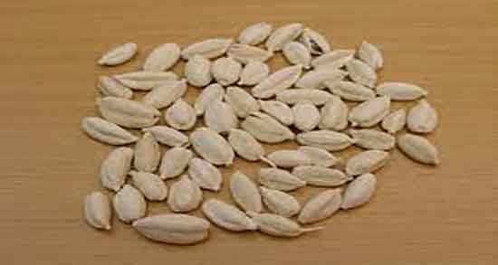 هل و دارچین ؛ خواص دمنوش هل و دارچین و گل محمدی برای بدن هل و دارچین ؛ خواص دمنوش هل و دارچین و گل محمدی برای بدن