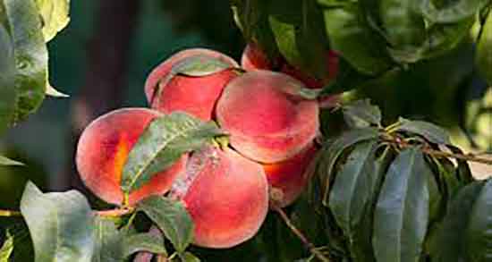 هلو برای رفلاکس معده و درمان قطعی رفلاکس معده در کودکان با هلو هلو برای رفلاکس معده ؛ درمان قطعی رفلاکس معده در کودکان با هلو