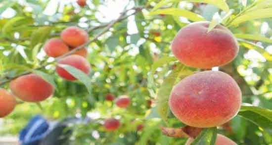 هلو برای سرماخوردگی و ایا مصرف هلو برای سرماخوردگی مفیده یا نه هلو برای سرماخوردگی ؛ ایا مصرف هلو برای سرماخوردگی مفیده یا نه