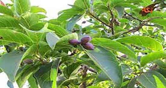 هلیله سیاه برای لاغری شکم و هلیله سیاه برای لاغری شکم و پهلو هلیله سیاه برای لاغری شکم ؛ هلیله سیاه برای لاغری شکم و پهلو