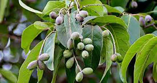 هلیله سیاه در پریودی و مصرف هلیله سیاه در دوران قاعدگی زنان هلیله سیاه در پریودی ؛ مصرف هلیله سیاه در دوران قاعدگی زنان