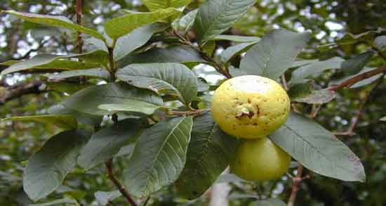 همه چیز در مورد درخت گواوا و اطلاعاتی درباره نحوه پرورش و نگه داری درخت گواوا همه چیز در مورد درخت گواوا ؛ اطلاعاتی درباره نحوه پرورش و نگه داری درخت گواوا