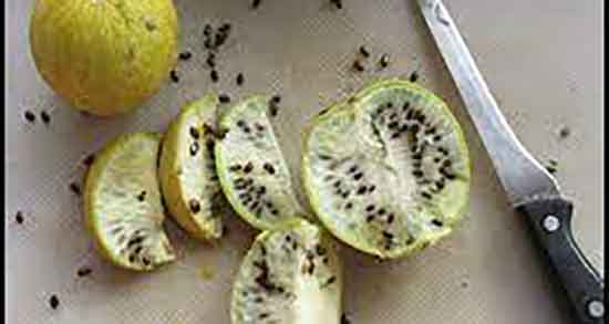 هندوانه ابوجهل برای بواسیر ؛ مصرف هندوانه ابوجهل برای درد بواسیر هندوانه ابوجهل برای بواسیر ؛ مصرف هندوانه ابوجهل برای درد بواسیر