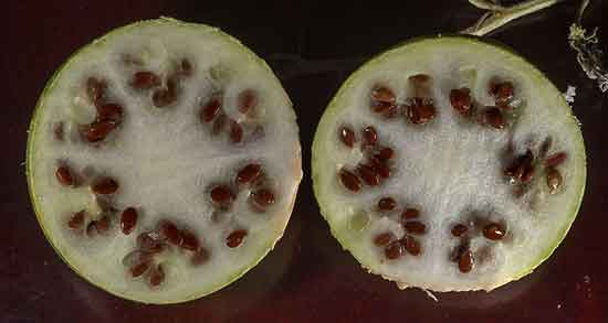 هندوانه ابوجهل برای سینوزیت ؛ استفاده از هندوانه ابوجهل برای سردرد هندوانه ابوجهل برای سینوزیت ؛ استفاده از هندوانه ابوجهل برای سردرد