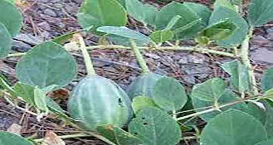 هندوانه ابوجهل در طب اسلامی ؛ خواص هندوانه ابوجهل در طب اسلامی هندوانه ابوجهل در طب اسلامی ؛ خواص هندوانه ابوجهل در طب اسلامی