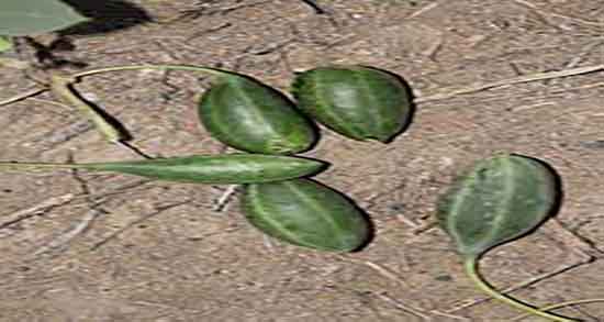 هندوانه ابوجهل و خواصش ؛ ایا خوردن هندوانه ابوجهل برای زنان شیرده مفیده هندوانه ابوجهل و خواصش ؛ ایا خوردن هندوانه ابوجهل برای زنان شیرده مفیده