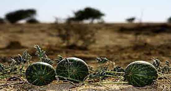 هندوانه ابوجهل و سنگ کلیه و طریقه جوشاندن هندوانه برای رفع سنگ کلیه هندوانه ابوجهل و سنگ کلیه ؛ طریقه جوشاندن هندوانه برای رفع سنگ کلیه