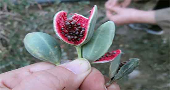 هندوانه ابوجهل و قند خون و مصرف هندوانه ابوجهل برای دیابت زنان باردار هندوانه ابوجهل و قند خون ؛ مصرف هندوانه ابوجهل برای دیابت زنان باردار