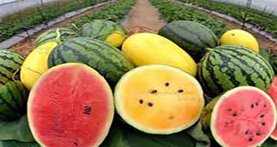 هندوانه زرد برای دیابتی ها ؛ ایا خوردن هندوانه زرد برای افراد دیابتی مضره هندوانه زرد برای دیابتی ها ؛ ایا خوردن هندوانه زرد برای افراد دیابتی مضره