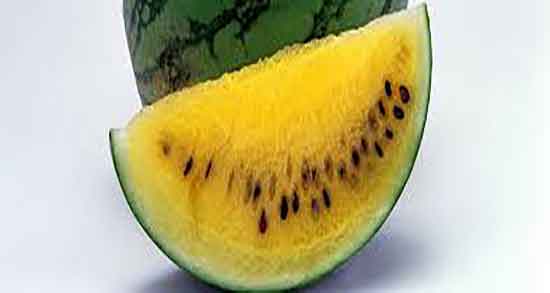 هندوانه زرد در شیردهی و ایا هندوانه زرد باعث افزایش شیر میشود هندوانه زرد در شیردهی ؛ ایا هندوانه زرد باعث افزایش شیر میشود