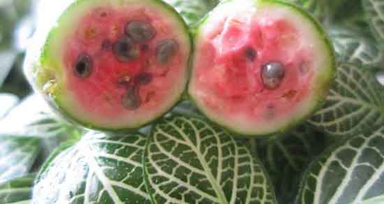 هندوانه کوهی برای بواسیر ؛ خوردن هندوانه کوهی و جلوگیری از بواسیر هندوانه کوهی برای بواسیر ؛ خوردن هندوانه کوهی و جلوگیری از بواسیر