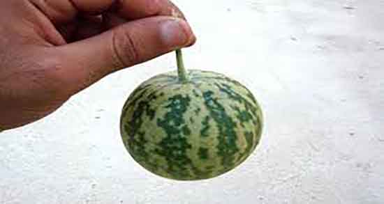 هندوانه کوهی برای دیابت ؛ خوردن هندوانه کوهی و کنترل قند خون بالا هندوانه کوهی برای دیابت ؛ خوردن هندوانه کوهی و کنترل قند خون بالا