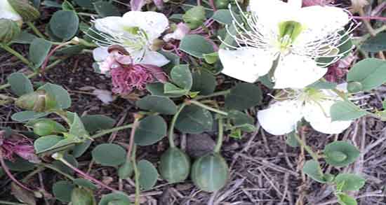 هندوانه کوهی برای سینوزیت و ایا هندوانه کوهی برای سردرد مفید است هندوانه کوهی برای سینوزیت ؛ ایا هندوانه کوهی برای سردرد مفید است